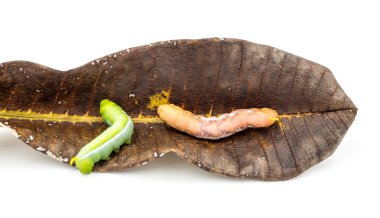 Caterpillar beyaz arka plan üzerinde