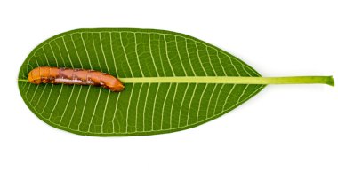 Caterpillar beyaz arka plan üzerinde