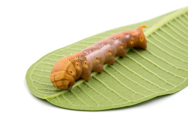 Caterpillar บนพื้นหลังสีขาว — ภาพถ่ายสต็อก