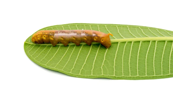 Caterpillar fehér háttér — Stock Fotó