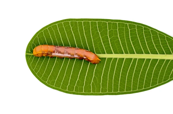 Caterpillar on white background — Stock Photo, Image