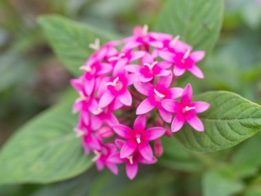 Yeşil bokeh arka plan üzerinde bulanık pembe çiçekler