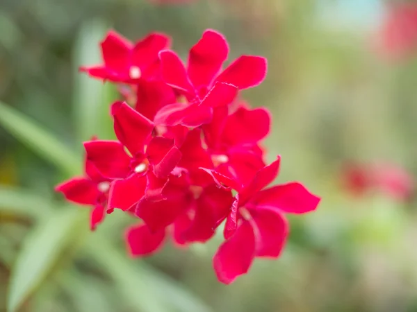 Θολή κόκκινα λουλούδια σε φόντο πράσινο bokeh — Φωτογραφία Αρχείου