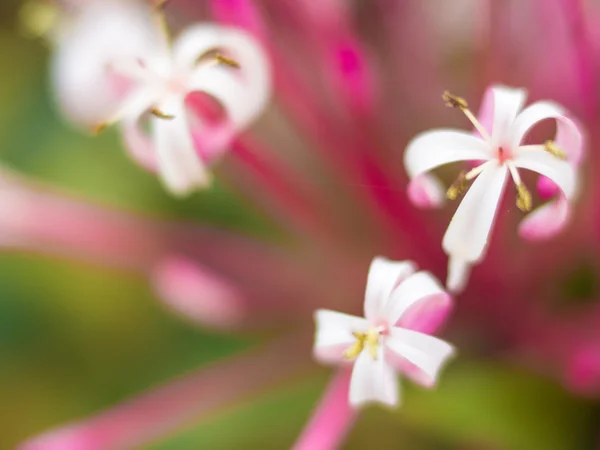 Pequenas flores brancas borradas no fundo bokeh verde — Fotografia de Stock