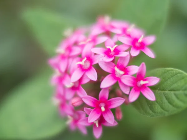 Flores rosas borrosas sobre fondo verde bokeh — Foto de Stock