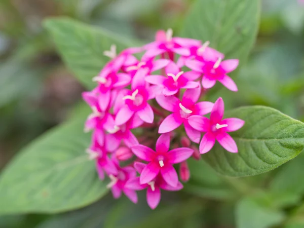 Rozmazané růžové květy na pozadí zelených bokeh — Stock fotografie