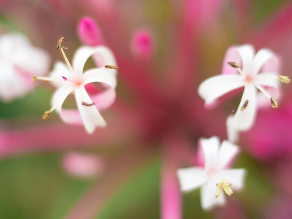 Pequenas flores brancas borradas no fundo bokeh verde — Fotografia de Stock