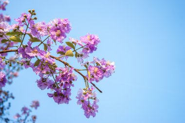 Lagerstroemia floribunda