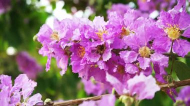 Lagerstroemia floribunda