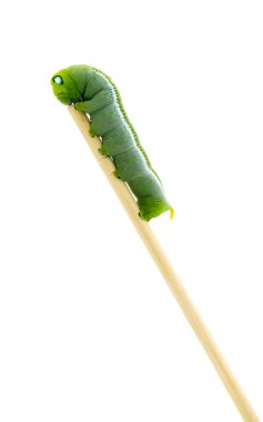 Caterpillar beyaz arka plan üzerinde