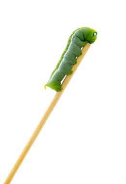 Caterpillar beyaz arka plan üzerinde