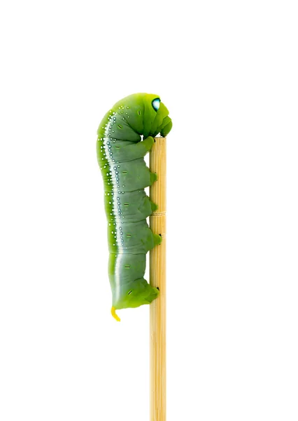 Caterpillar on white background — Stock Photo, Image