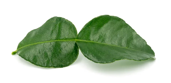 Kaffir lime lehdet valkoisella pohjalla — kuvapankkivalokuva
