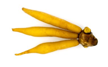 Parmak kökü, Kaempfer, Boesenbergia beyaz arkaplanda