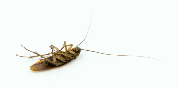 Cucaracha sobre fondo blanco — Foto de Stock