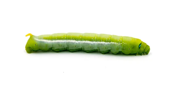 Lagarta verde sobre fundo branco — Fotografia de Stock