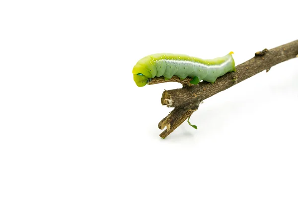 Green Caterpillar on white background — Stock Photo, Image