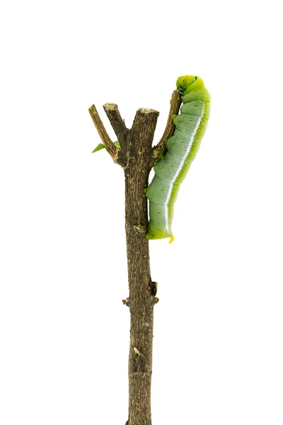 Oruga verde sobre fondo blanco — Foto de Stock