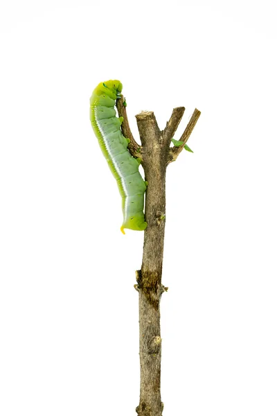 Vihreä toukka valkoisella taustalla — kuvapankkivalokuva
