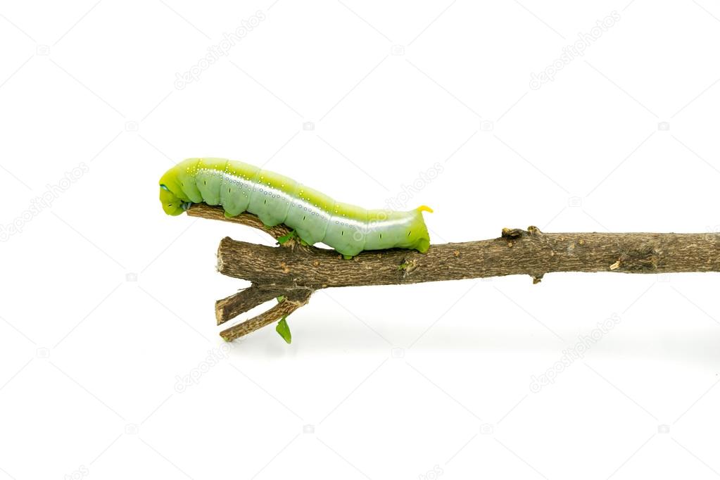 Green Caterpillar on white background