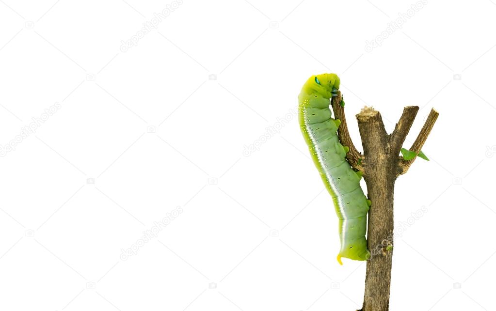Green Caterpillar on white background