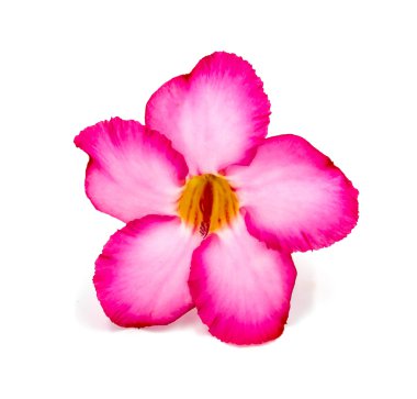 Beyaz arkaplanda izole edilmiş pembe çiçek