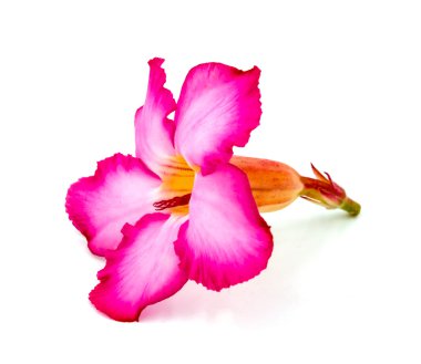Beyaz arkaplanda izole edilmiş pembe çiçek