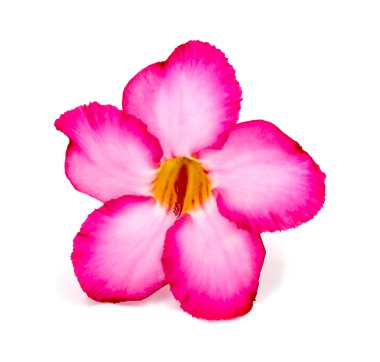 Beyaz arkaplanda izole edilmiş pembe çiçek