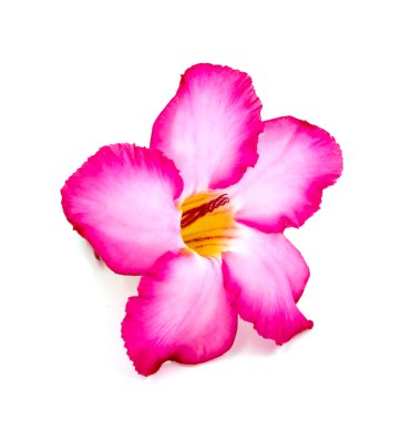 Beyaz arkaplanda izole edilmiş pembe çiçek