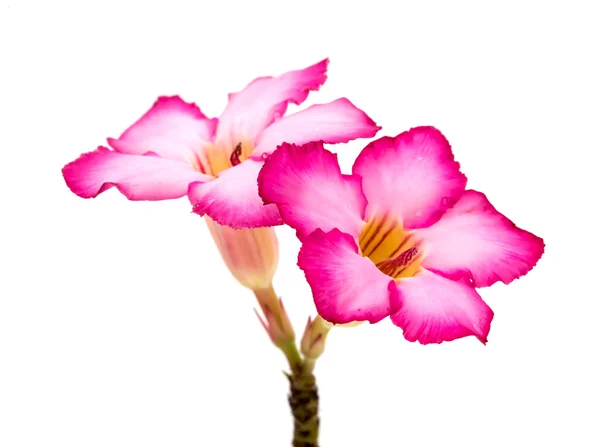 Pink flower isolated on white background. — Stock Photo, Image