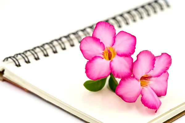 Ροζ λουλούδι στο καφετί βιβλίο. — Φωτογραφία Αρχείου