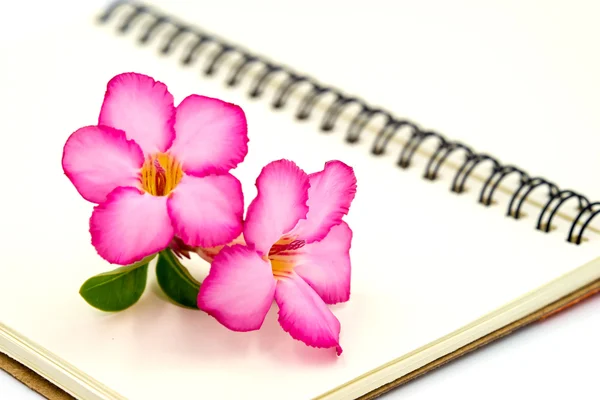 Ροζ λουλούδι στο καφετί βιβλίο. — Φωτογραφία Αρχείου