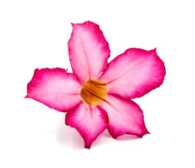 Beyaz arkaplanda izole edilmiş pembe çiçek.