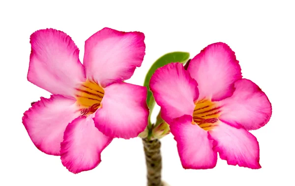 Pink flower isolated on white background. — Stock Photo, Image