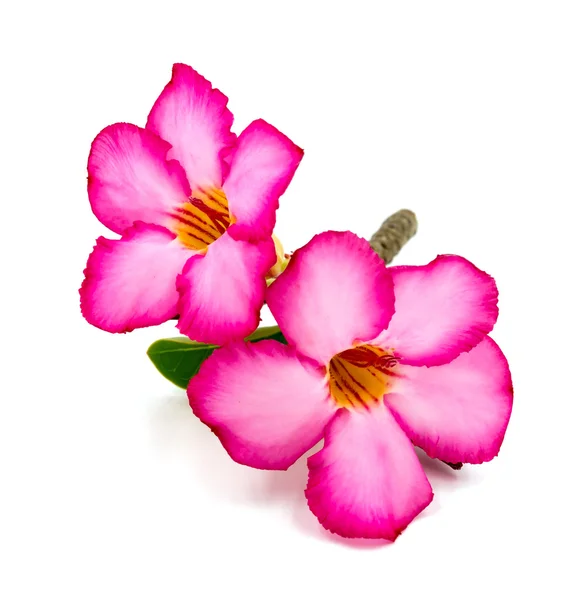 Розовый цветок на белом фоне. — стоковое фото