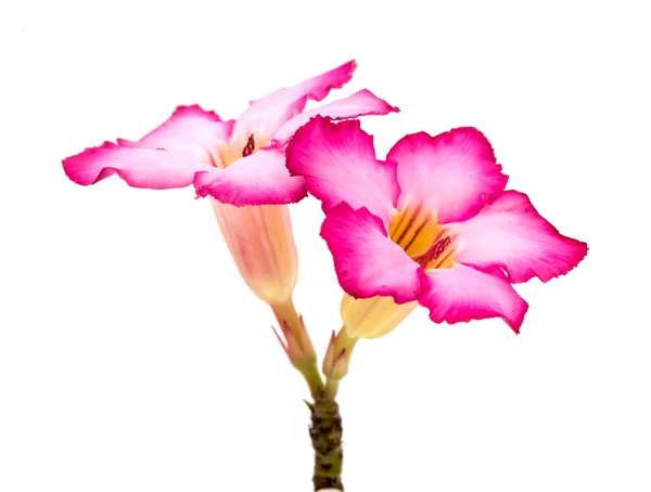 Roze bloem geïsoleerd op witte achtergrond. — Stockfoto