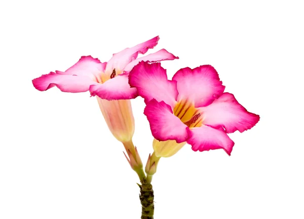 Pink flower isolated on white background. — Stock Photo, Image