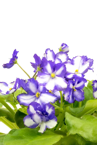 Violet violet african violet și alb pe fundal alb . — Fotografie, imagine de stoc