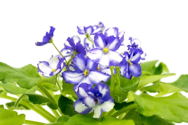 Violet violet african violet și alb pe fundal alb . — Fotografie, imagine de stoc