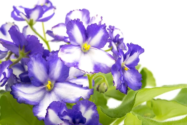 Violet violet african violet și alb pe fundal alb . — Fotografie, imagine de stoc