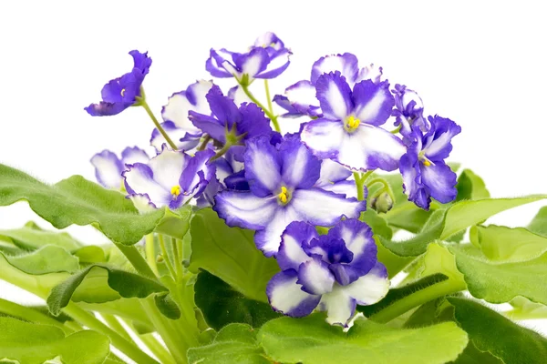 African Violet paars en wit op witte achtergrond. — Stockfoto