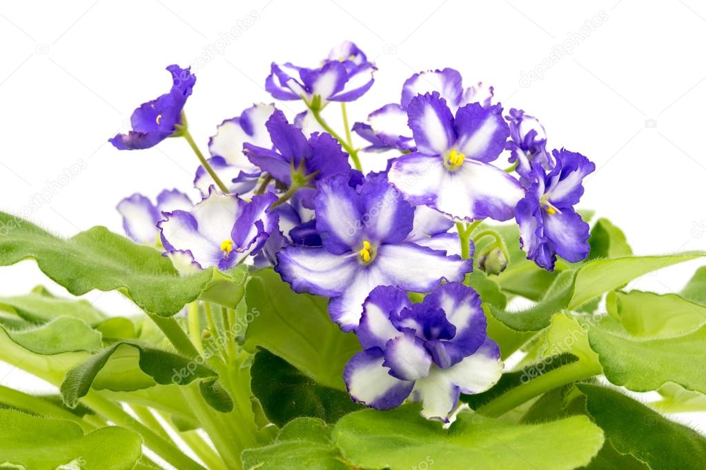 African Violet Purple and White  on white background.