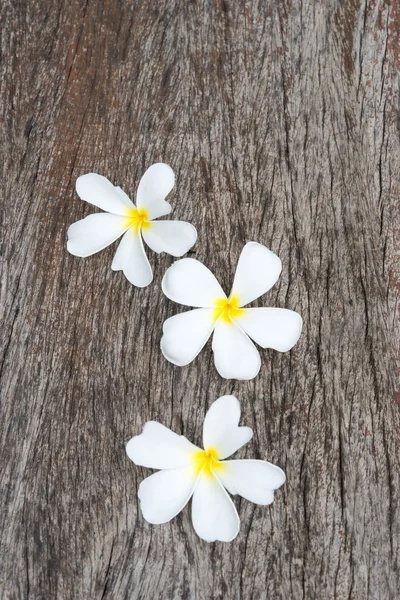 Frangipani branco (plumeria) sobre fundo de madeira, foco seletivo . — Fotografia de Stock