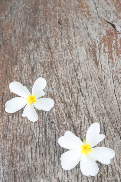 Frangipani branco (plumeria) sobre fundo de madeira, foco seletivo . — Fotografia de Stock