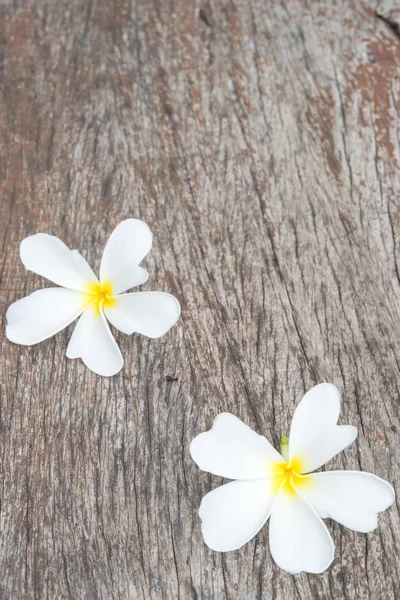 Frangipani branco (plumeria) sobre fundo de madeira, foco seletivo . — Fotografia de Stock