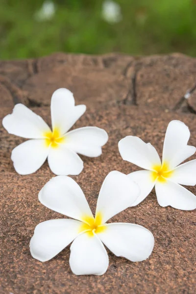 Frangipani bianchi (plumeria) su fondo laterite, selettivi — Foto Stock