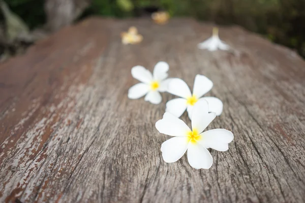 Frangipani blanco (plumeria) sobre fondo de madera, enfoque selectivo . — Foto de Stock