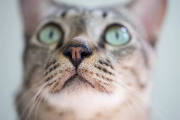Selective focus on cat nose and Cat eyes pleading. Stock Image