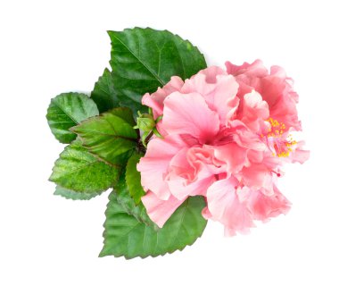 Beyaz arka plan üzerinde pembe hibiscus çiçek yaprakları. 