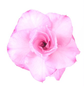 Beyaz arka plan üzerinde pembe çöl gülü.